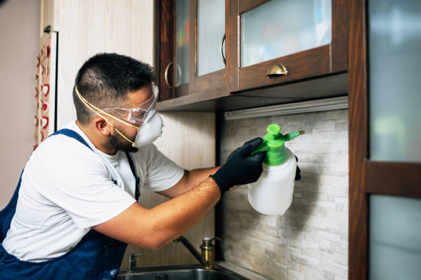 Best Flea Control Services  in Hancock, MI
