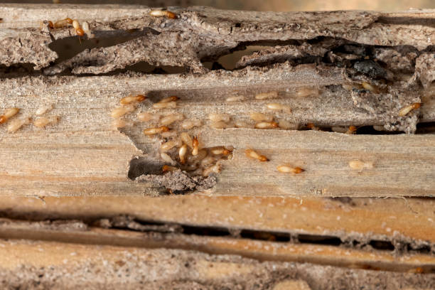 Best Cockroach Control Services  in Hancock, MI