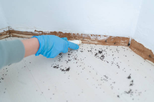 Best Affordable Pest Control Services  in Hancock, MI